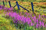 Purple Loosestrife Along Fence_P1170150-2